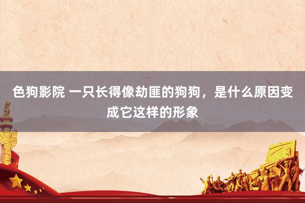   色狗影院 一只长得像劫匪的狗狗，是什么原因变成它这样的形象