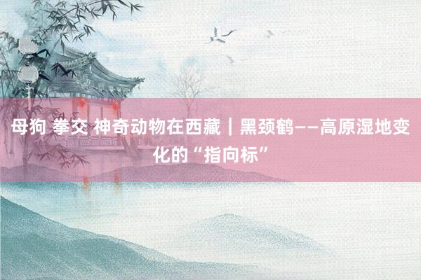   母狗 拳交 神奇动物在西藏｜黑颈鹤——高原湿地变化的“指向标”